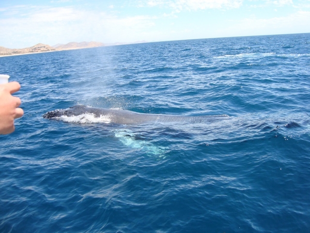 imagenes de ballenas